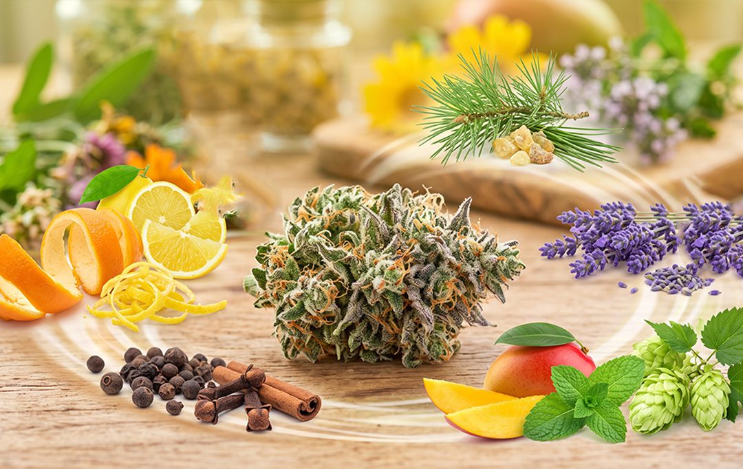 cannabis terpenes