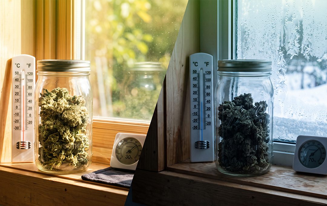 cannabis storage